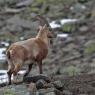 Stambecco - Alpine ibex (Capra ibex)
