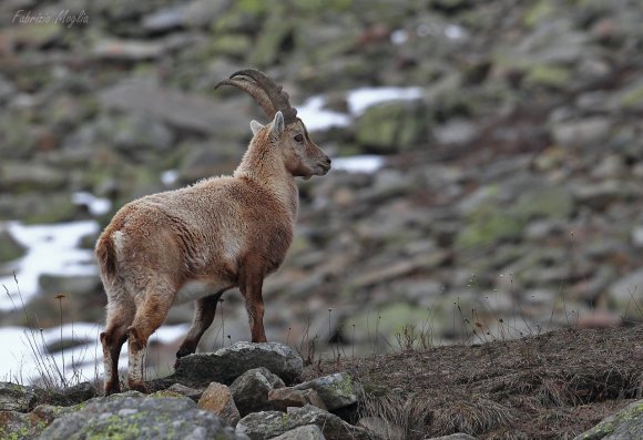 Stambecco - Alpine ibex (Capra ibex)