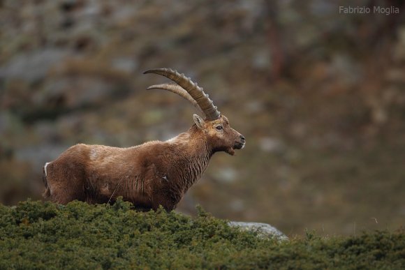 Stambecco - Alpine ibex (Capra ibex)