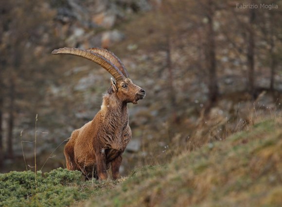 Stambecco - Alpine ibex (Capra ibex)