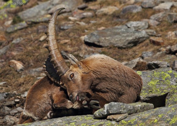 Stambecco - Alpine ibex (Capra ibex)