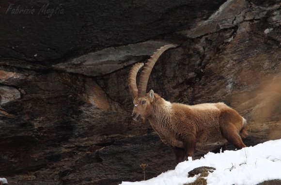 Stambecco - Alpine ibex (Capra ibex)