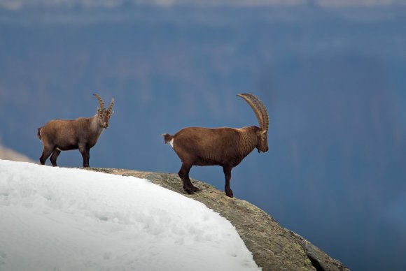 Stambecco - Alpine ibex (Capra ibex)