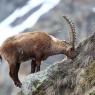 Stambecco - Alpine ibex (Capra ibex)