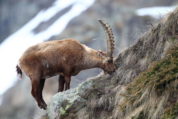 Stambecco - Alpine ibex (Capra ibex)