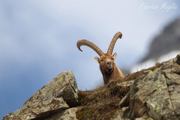 Stambecco - Alpine ibex (Capra ibex)