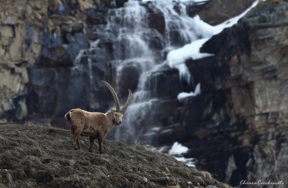 Stambecco - Alpine ibex (Capra ibex)