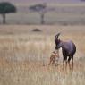 Damalisco - Common tsessebe (Damaliscus lunatus lunatus)