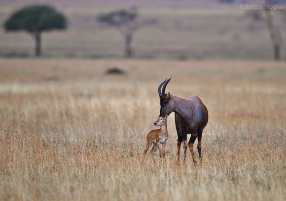 Damalisco - Common tsessebe (Damaliscus lunatus lunatus)