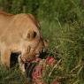 Leone - Lion (Panthera leo)