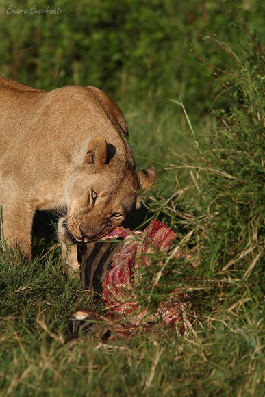 Leone - Lion (Panthera leo)