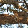 Leopardo - Leopard (Panther pardus)