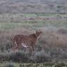 Ghepardo - Cheetah (Acinonyx jubatus)