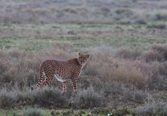 Ghepardo - Cheetah (Acinonyx jubatus)