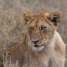 Leone - Lion (Panthera leo)