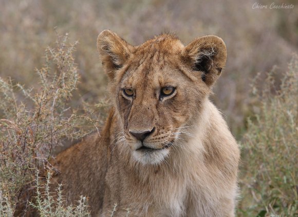 Leone - Lion (Panthera leo)