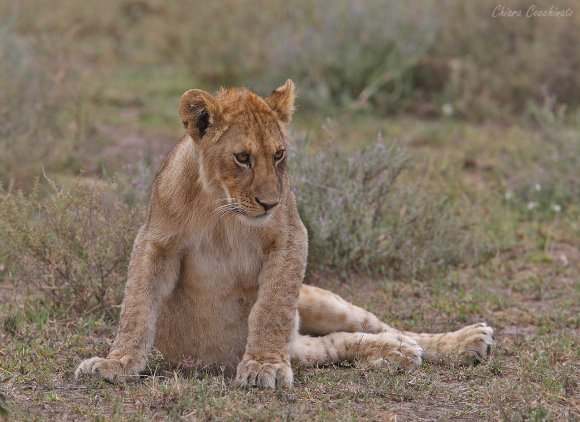 Leone - Lion (Panthera leo)