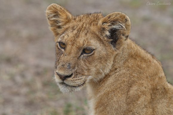 Leone - Lion (Panthera leo)