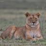 Leone - Lion (Panthera leo)