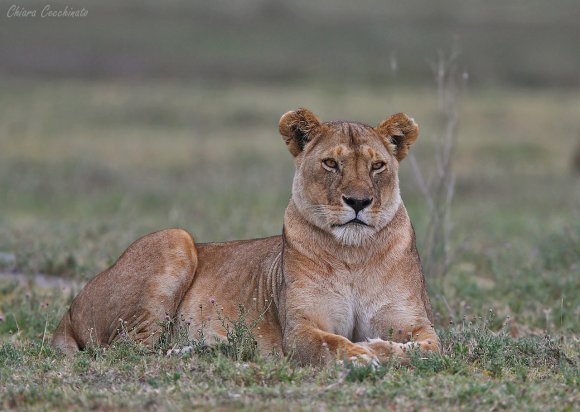 Leone - Lion (Panthera leo)