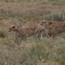 Ghepardo - Cheetah (Acinonyx jubatus)