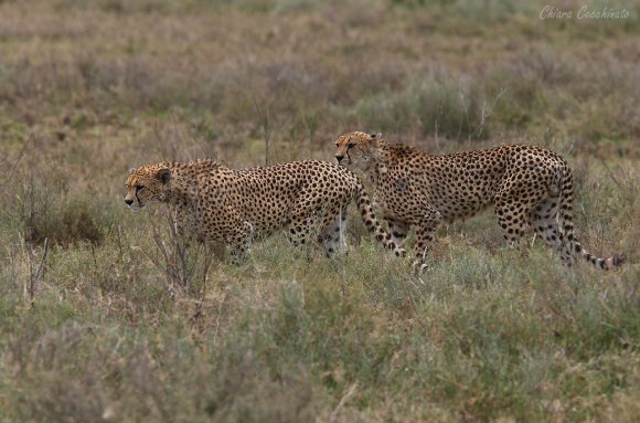 Ghepardo - Cheetah (Acinonyx jubatus)