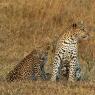 Leopardo - Leopard (Parthera pardus)
