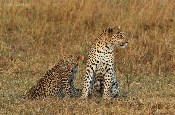 Leopardo - Leopard (Parthera pardus)