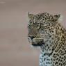 Leopardo - Leopard (Parthera pardus)