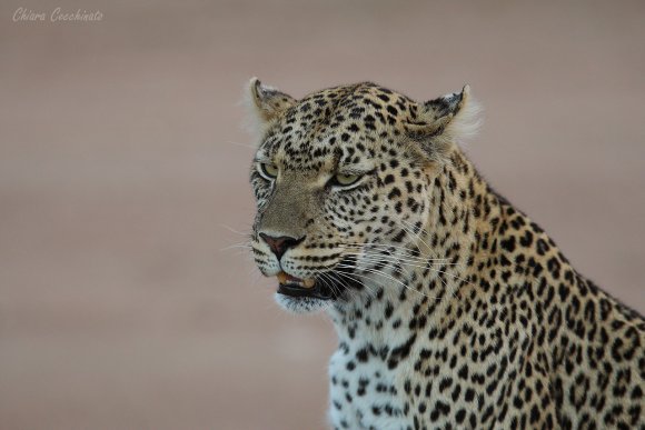 Leopardo - Leopard (Parthera pardus)