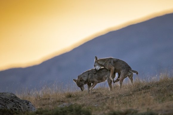 Lupo italico - Italian wolf