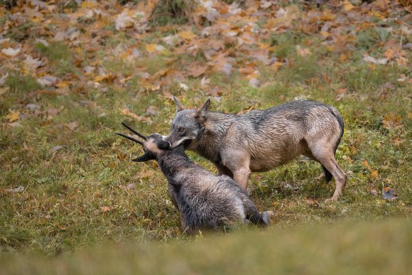 Lupo italico - Italian wolf