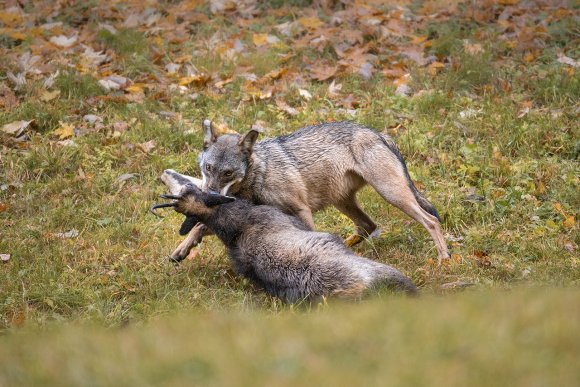 Lupo italico - Italian wolf