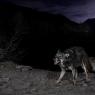 Lupo italico - Italian wolf