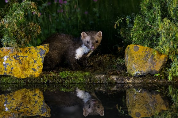 Faina - Stone marten (Martes foina)