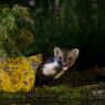 Faina - Stone marten (Martes foina)