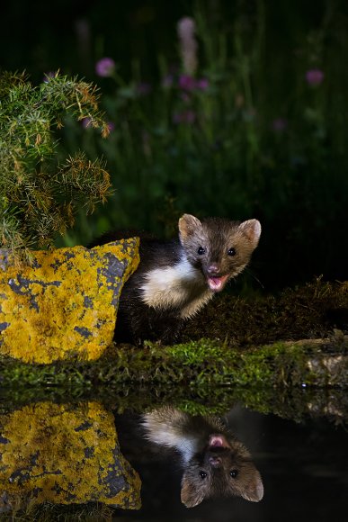 Faina - Stone marten (Martes foina)