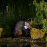 Faina - Stone marten (Martes foina)