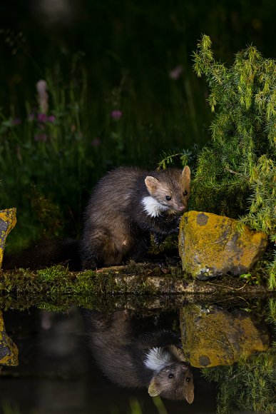 Faina - Stone marten (Martes foina)