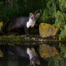 Faina - Stone marten (Martes foina)