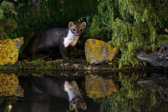 Faina - Stone marten (Martes foina)