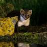 Faina - Stone marten (Martes foina)