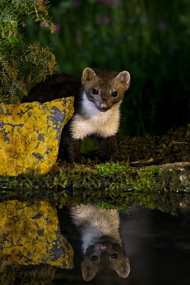 Faina - Stone marten (Martes foina)