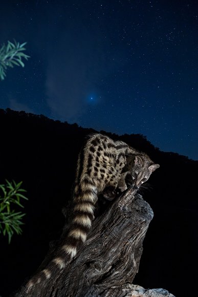 Genetta - Common genet (Genetta genetta)