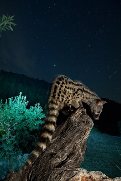 Genetta - Common genet (Genetta genetta)