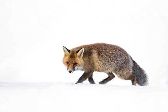 Volpe rossa - Red fox (Vulpes vulpes)