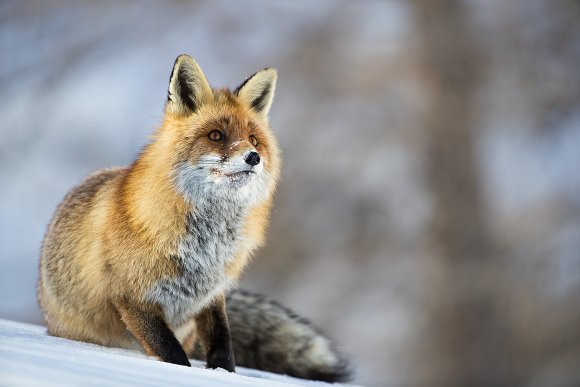 Volpe rossa - Red fox (Vulpes vulpes)