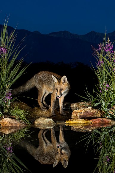 Volpe rossa - Red fox (vulpes vulpes)