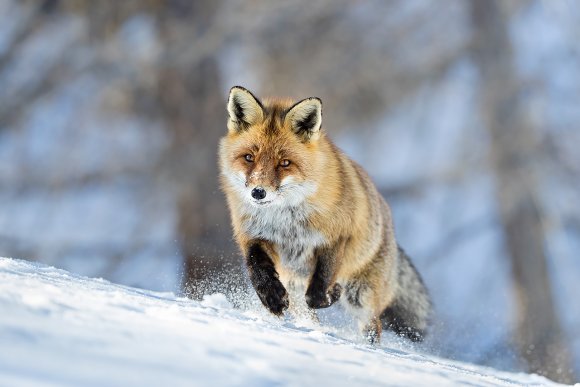 Volpe rossa - Red fox (Vulpes vulpes)