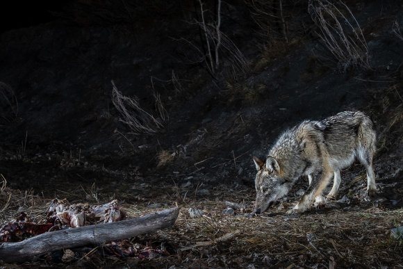 Lupo italico - Italian wolf